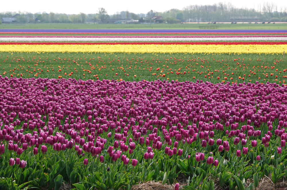 Wimmenummerpolder in het voorjaar
