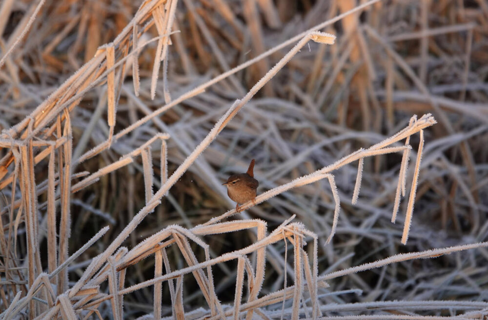 Winterkoninkje in de Onlanden
