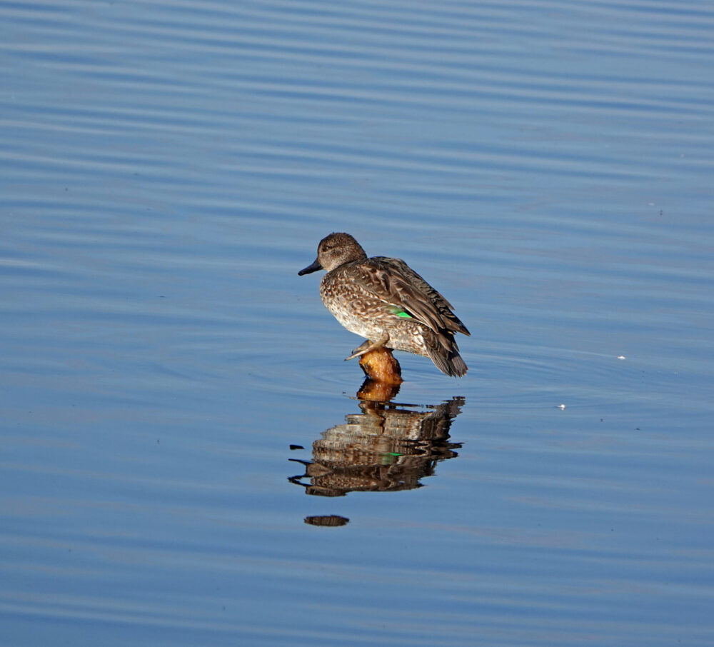 Wintertaling (Peizerweering)