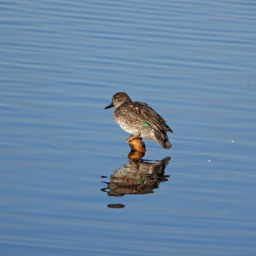 Wintertaling (vrouw)