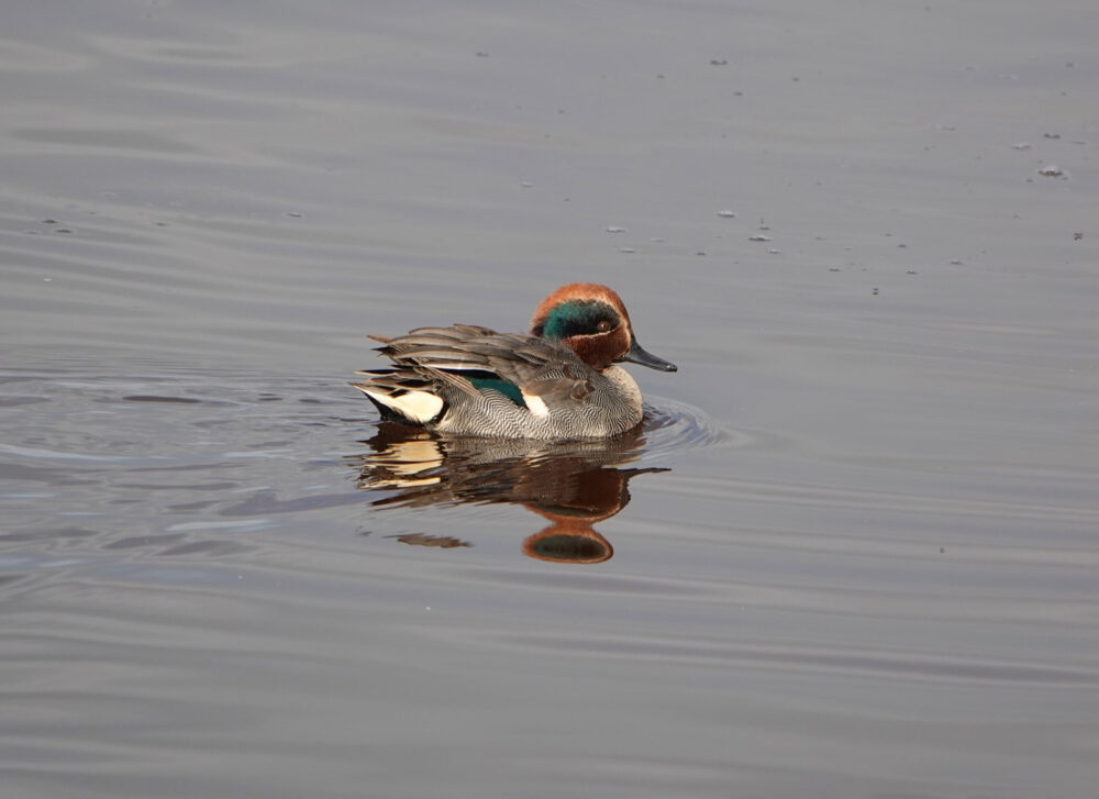 Wintertaling (Peizerweering)