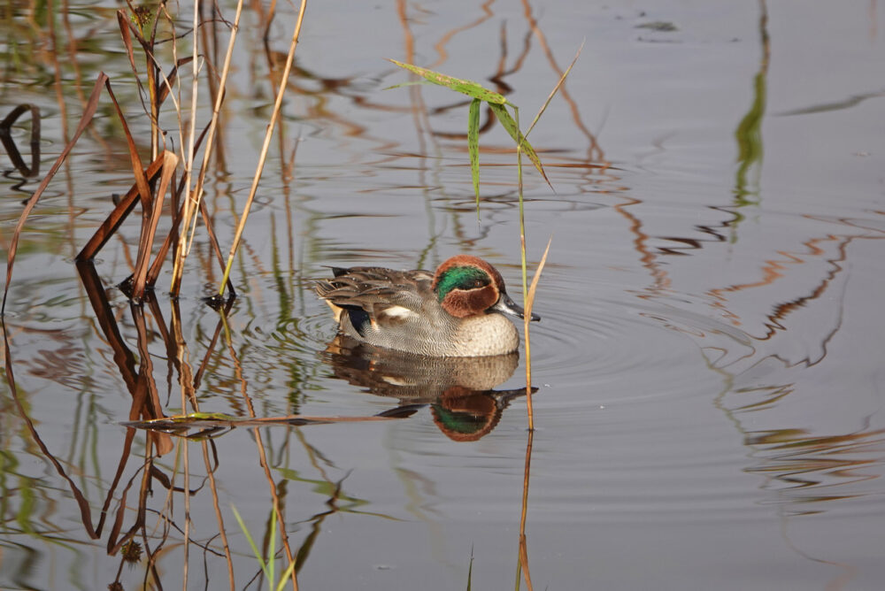 Wintertaling (Peizerweering)