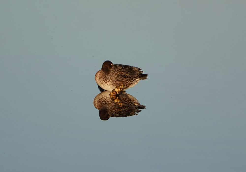 Wintertaling in de Onlanden