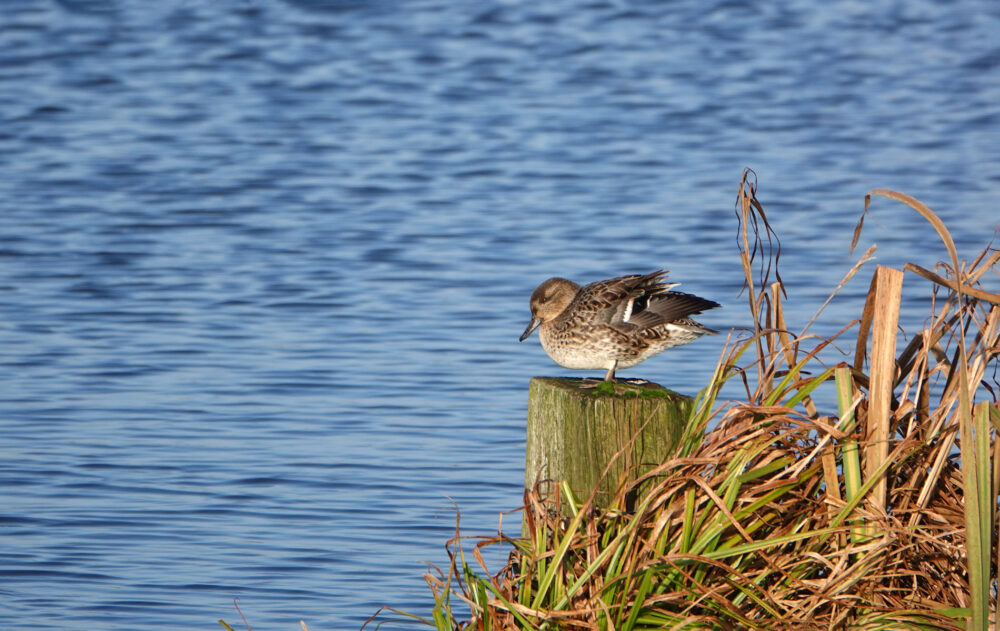 Wintertaling