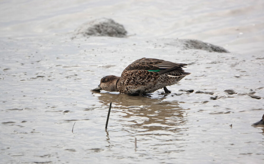 Wintertalingen op wad Dollard