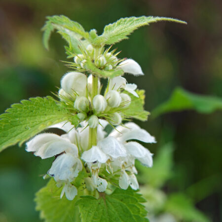 Witte dovenetel