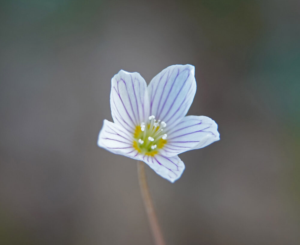 Witte klaverzuring