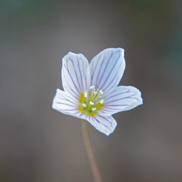 Witte klaverzuring
