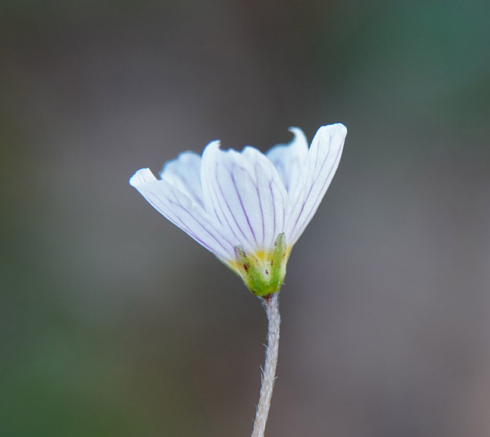 Witte klaverzuring