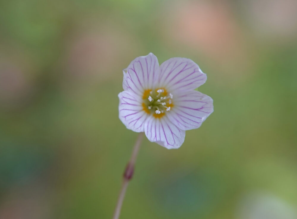 Witte klaverzuring