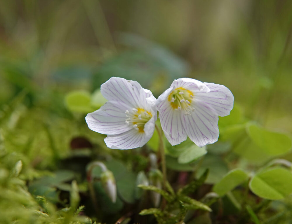 Witte klaverzuring