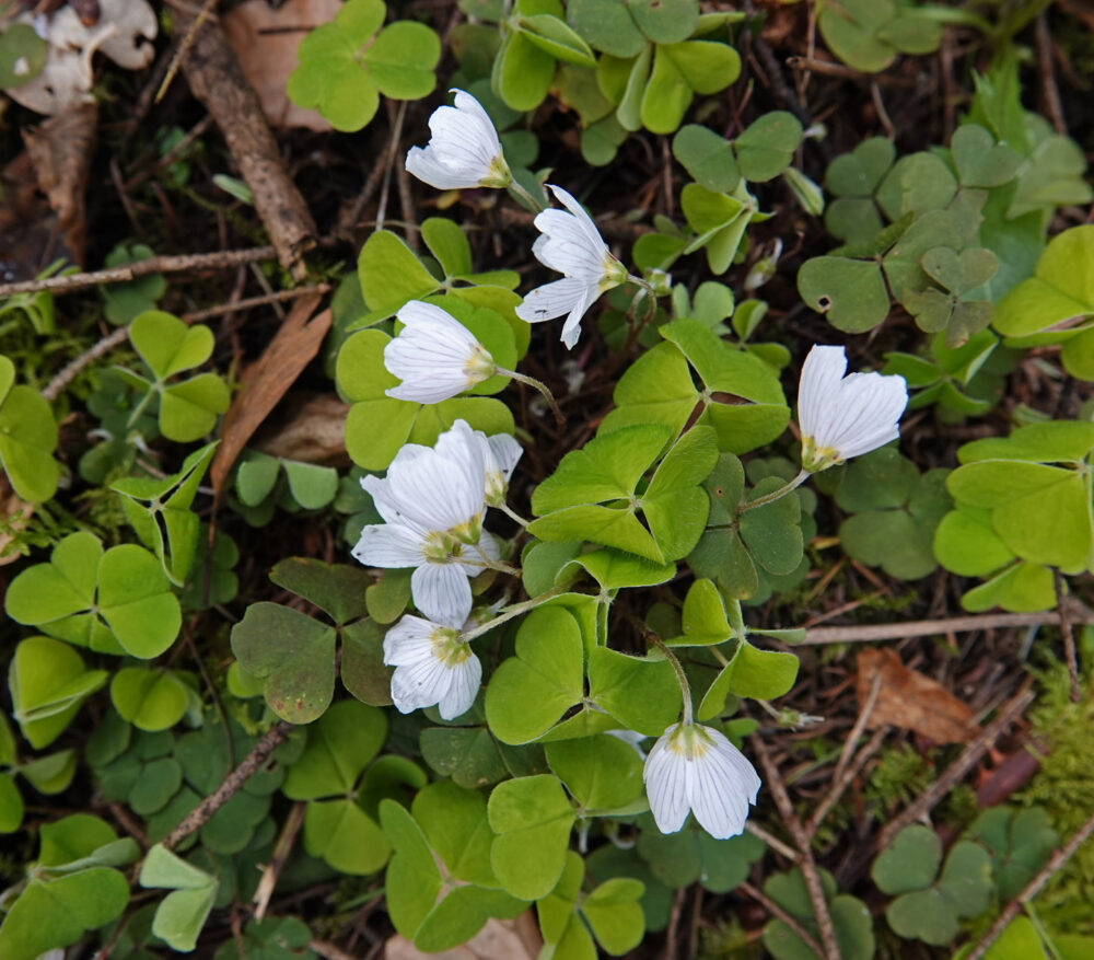 Witte klaverzuring