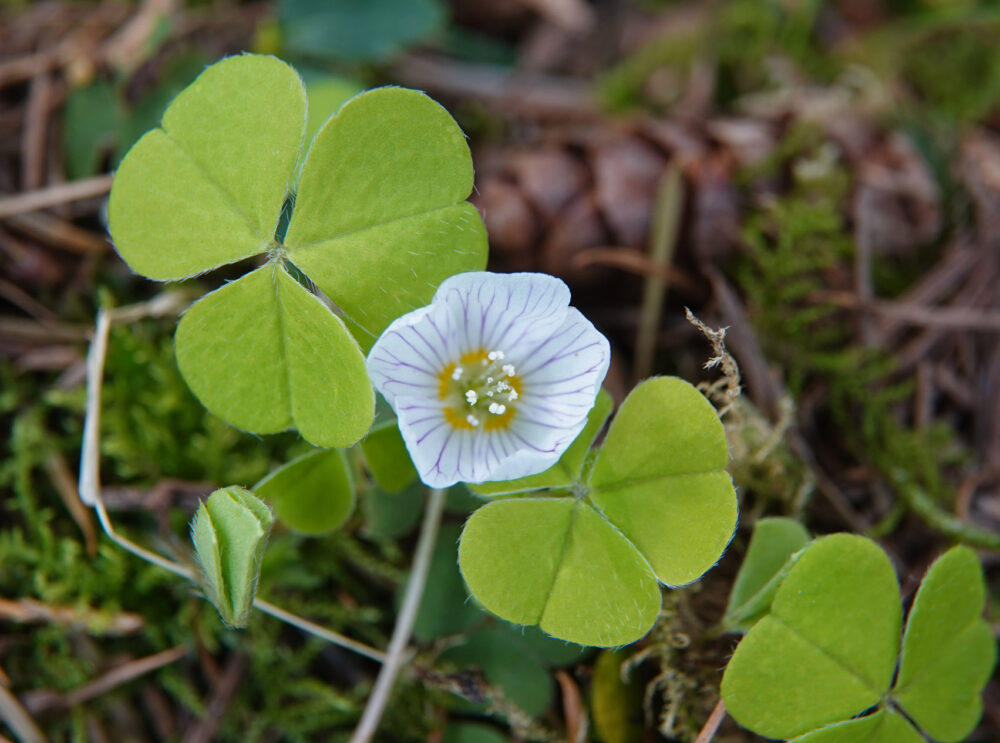 Witte klaverzuring
