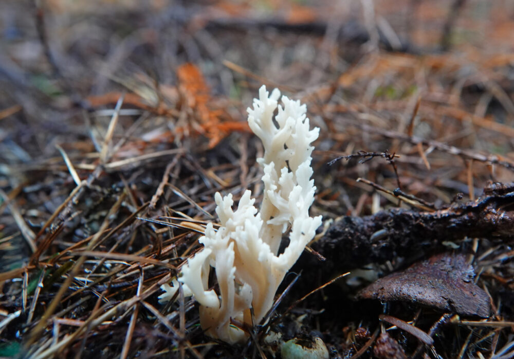Witte koraalzwam