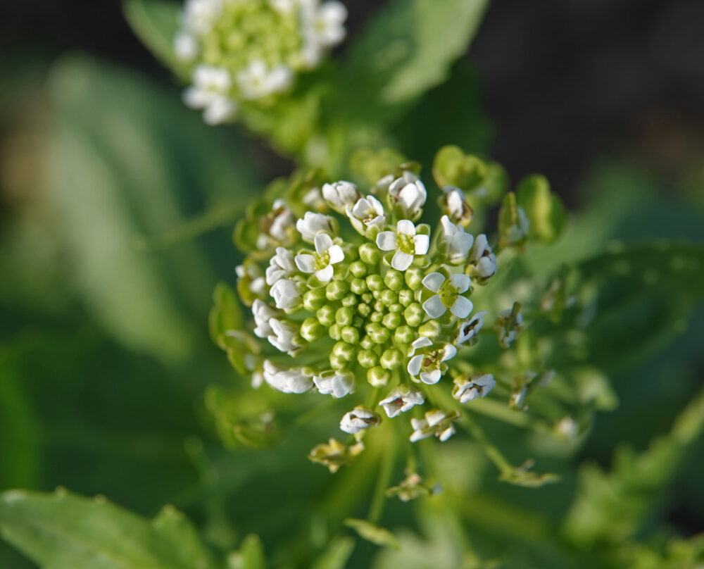 Witte krodde