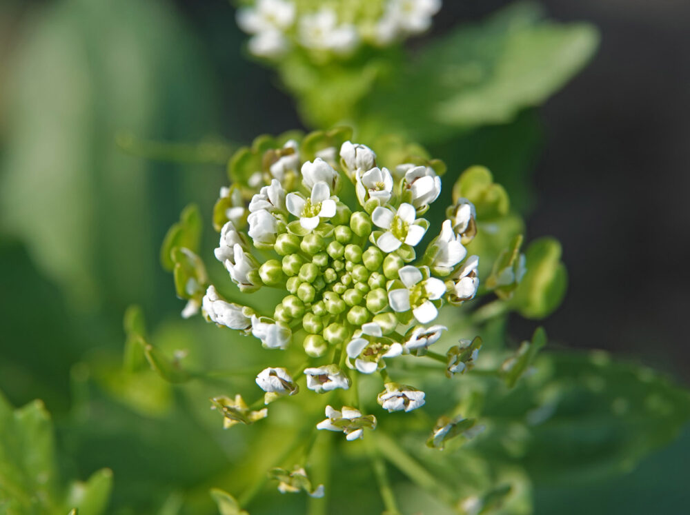Witte krodde