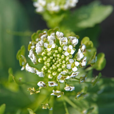 Witte krodde