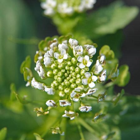 Witte krodde