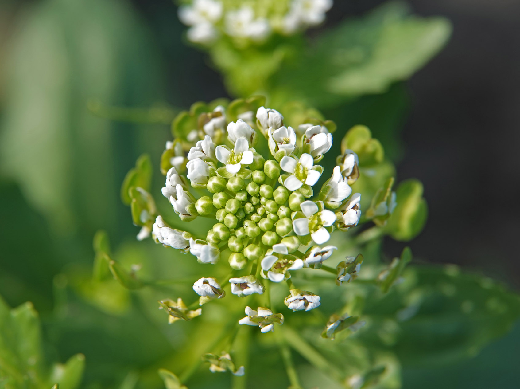 Witte krodde
