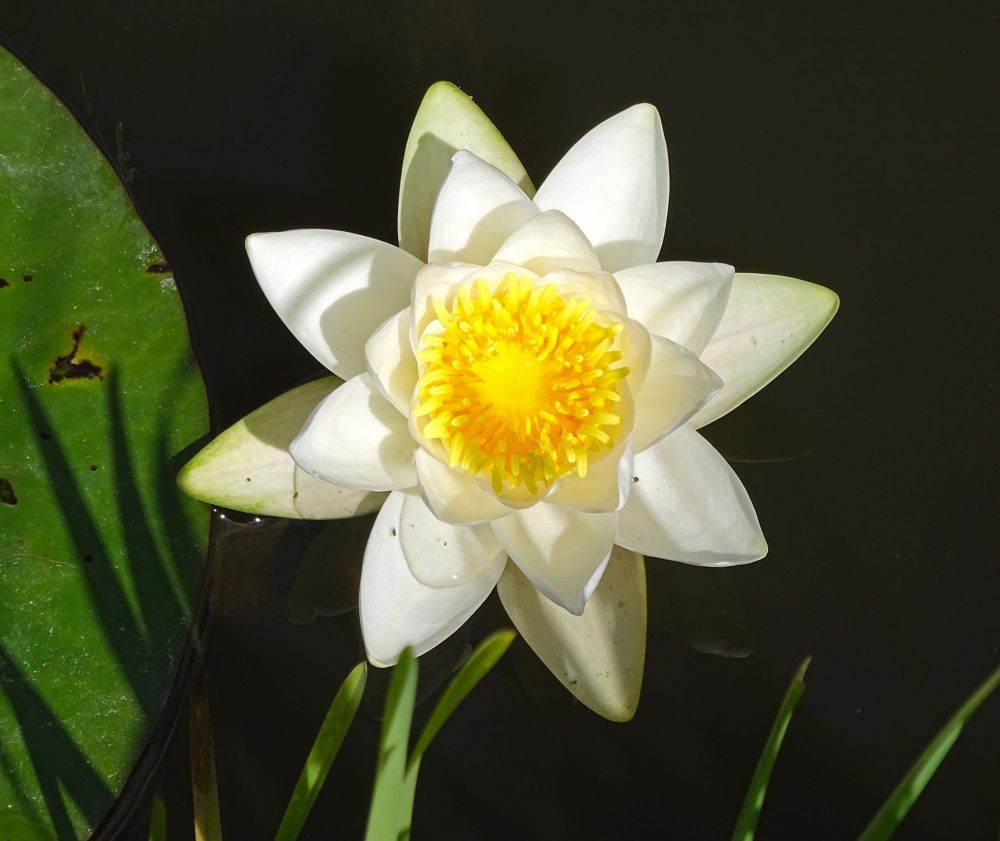 Witte waterlelie