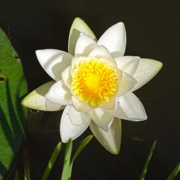 Witte waterlelie