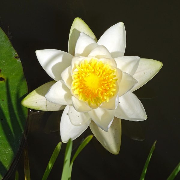 Witte waterlelie