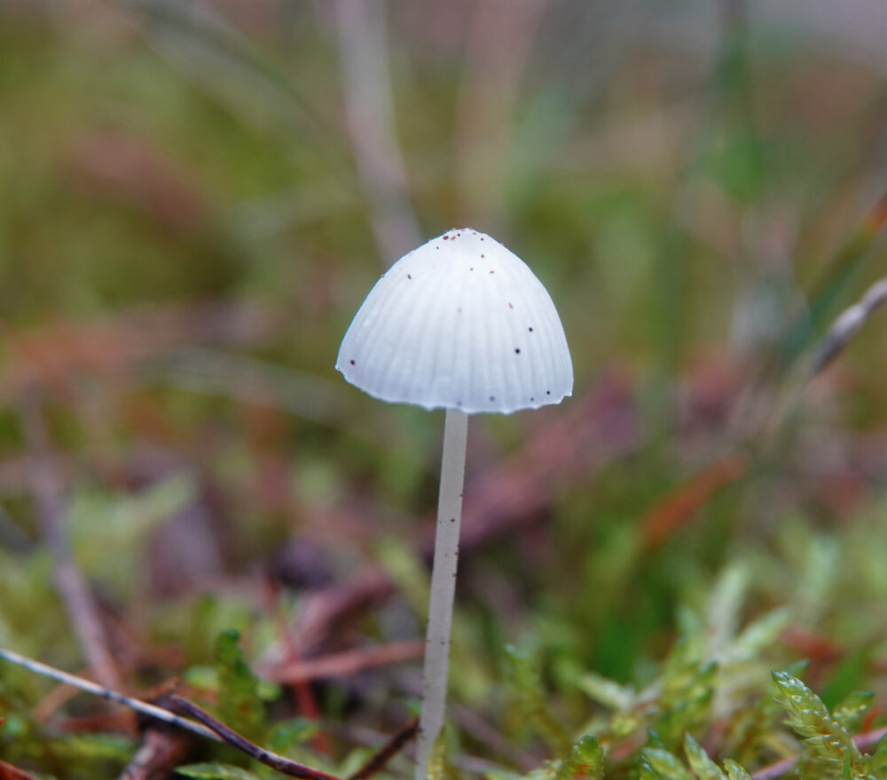 Witte melksteelmycena