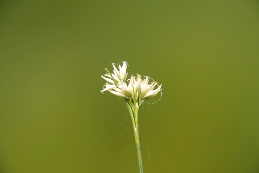 Witte snavelbies