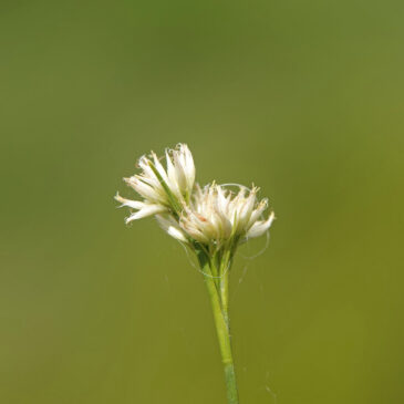 Witte snavelbies