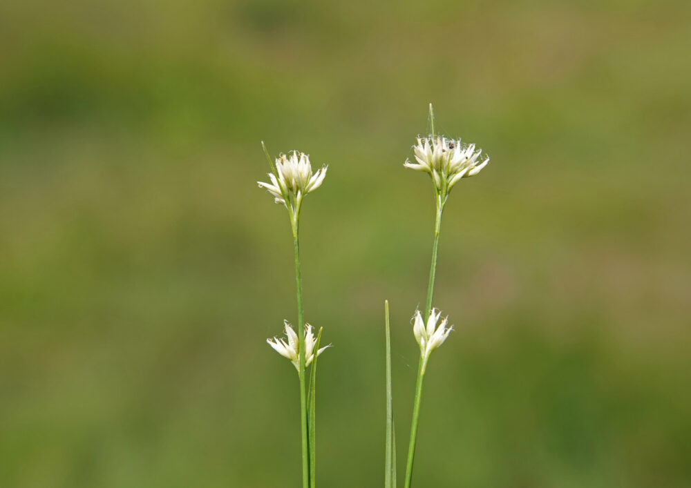 Witte snavelbies