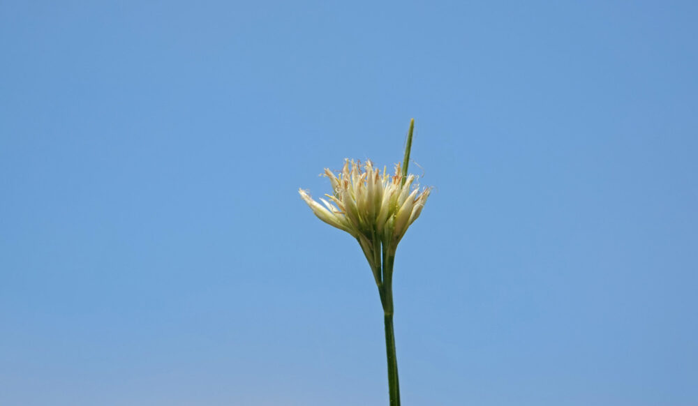 Witte snavelbies
