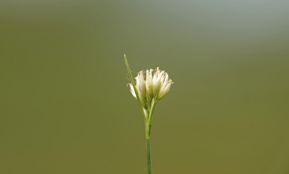 Witte snavelbies