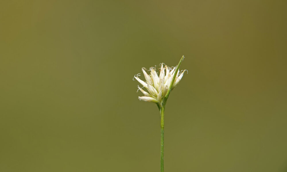 Witte snavelbies