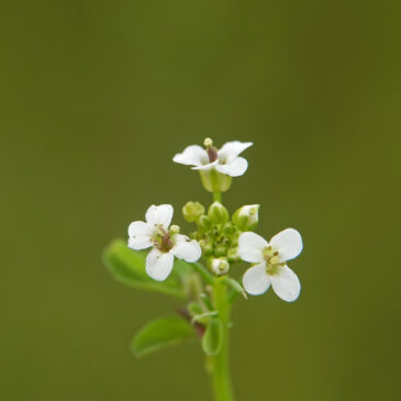 Witte waterkers