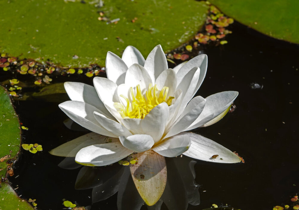 Witte waterlelie