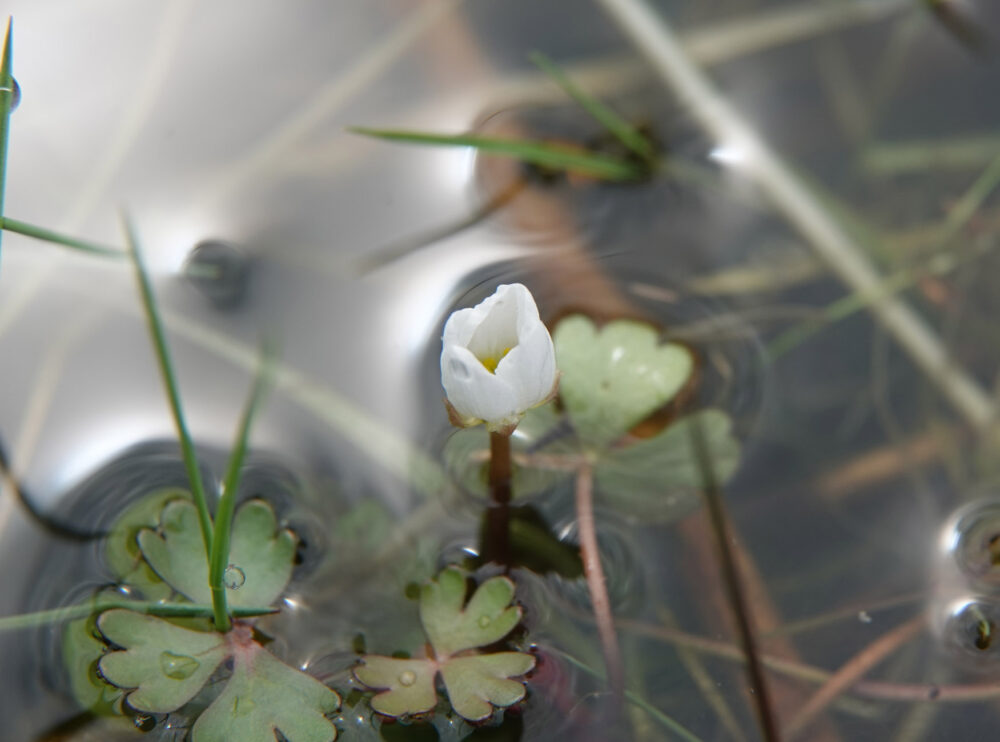 Witte waterranonkel