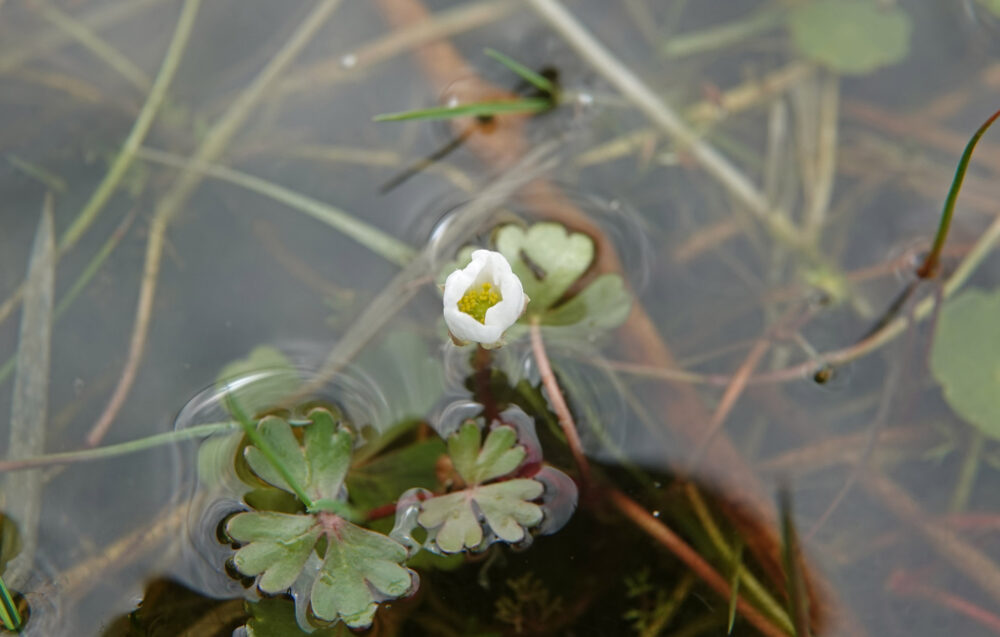 Witte waterranonkel