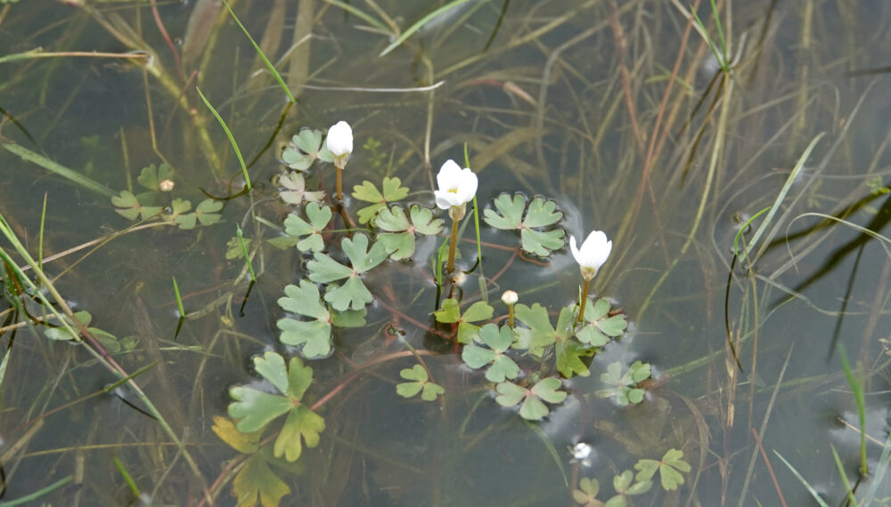 Witte waterranonkel