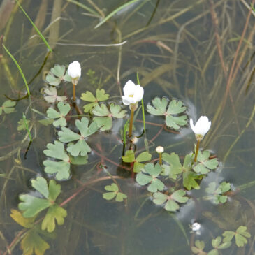 Witte waterranonkel