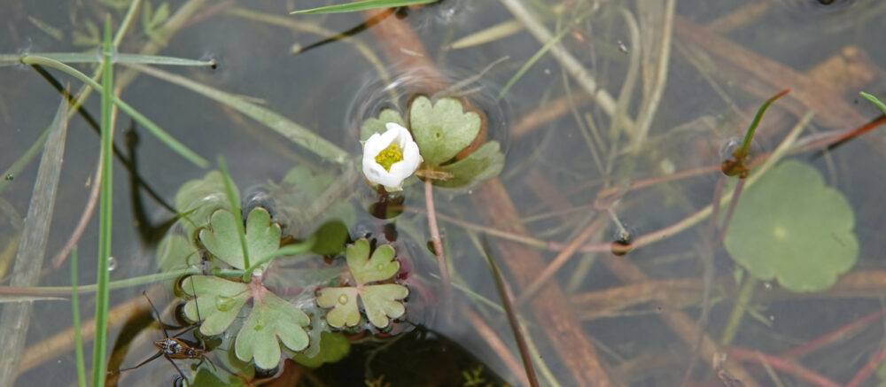 Witte waterranonkel