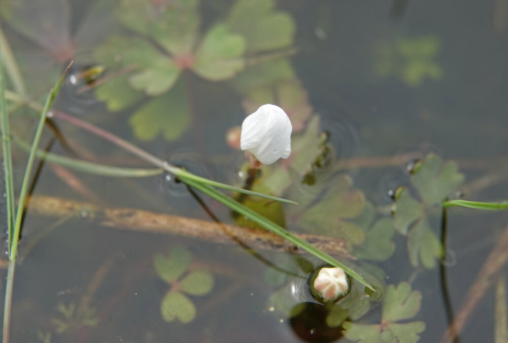 Witte waterranonkel