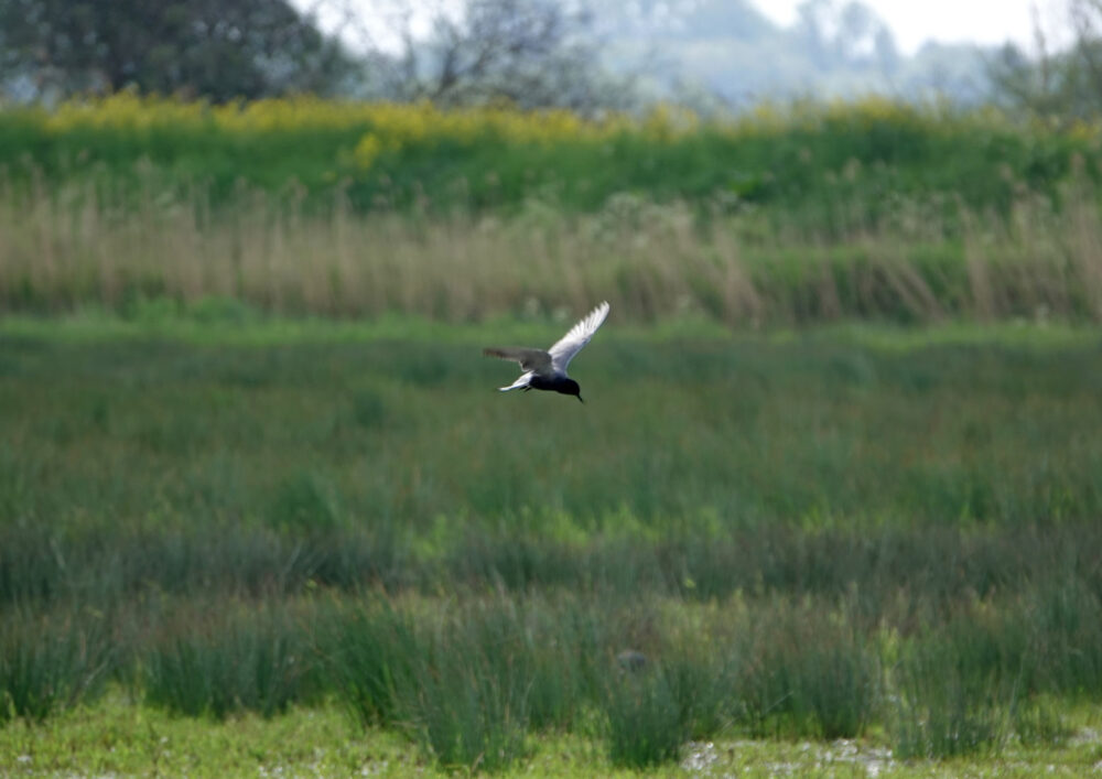 Witvleugelstern (Oostpolder Zuidlaardermeergebied)