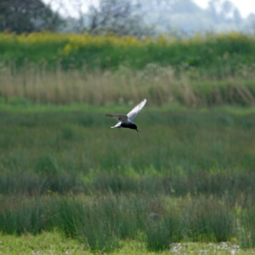 Witvleugelstern (Oostpolder Zuidlaardermeergebied)