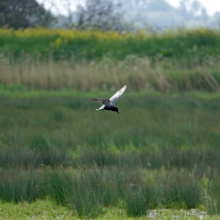 Witvleugelstern (Oostpolder Zuidlaardermeergebied)