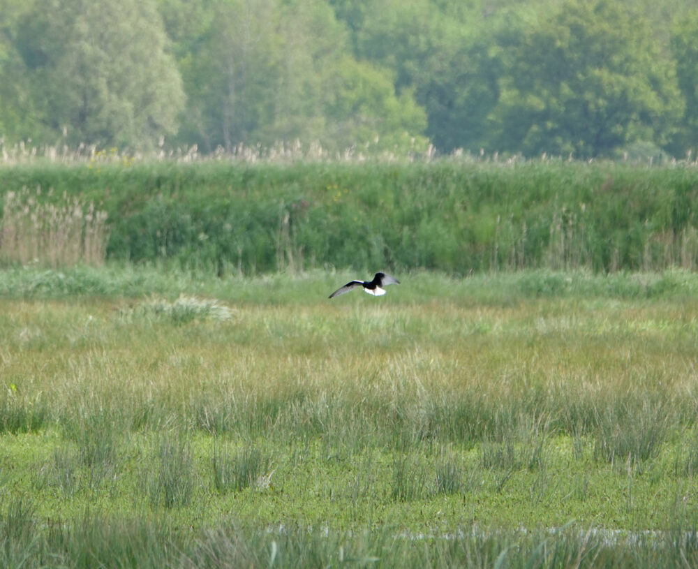Witvleugelstern (Oostpolder Zuidlaardermeergebied)