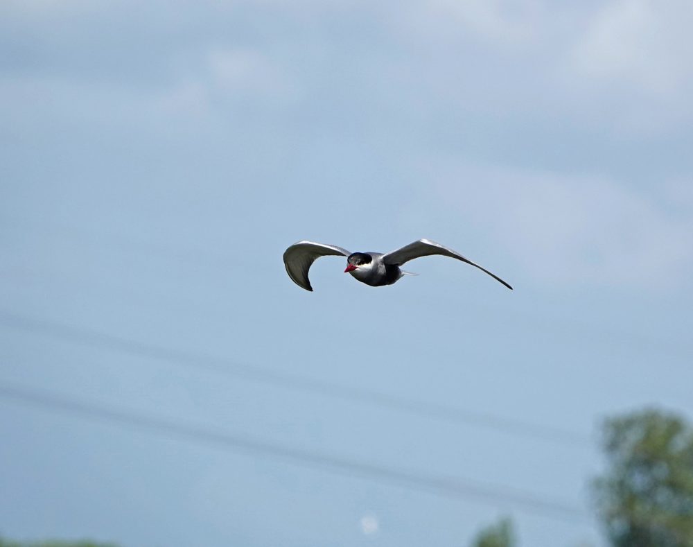Witwangstern (Onnerpolder)