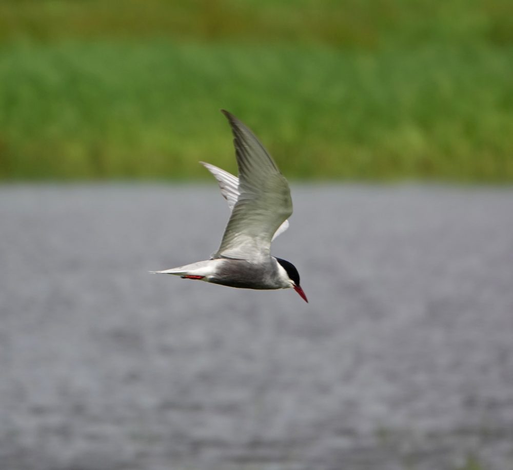 Witwangstern (Onnerpolder)