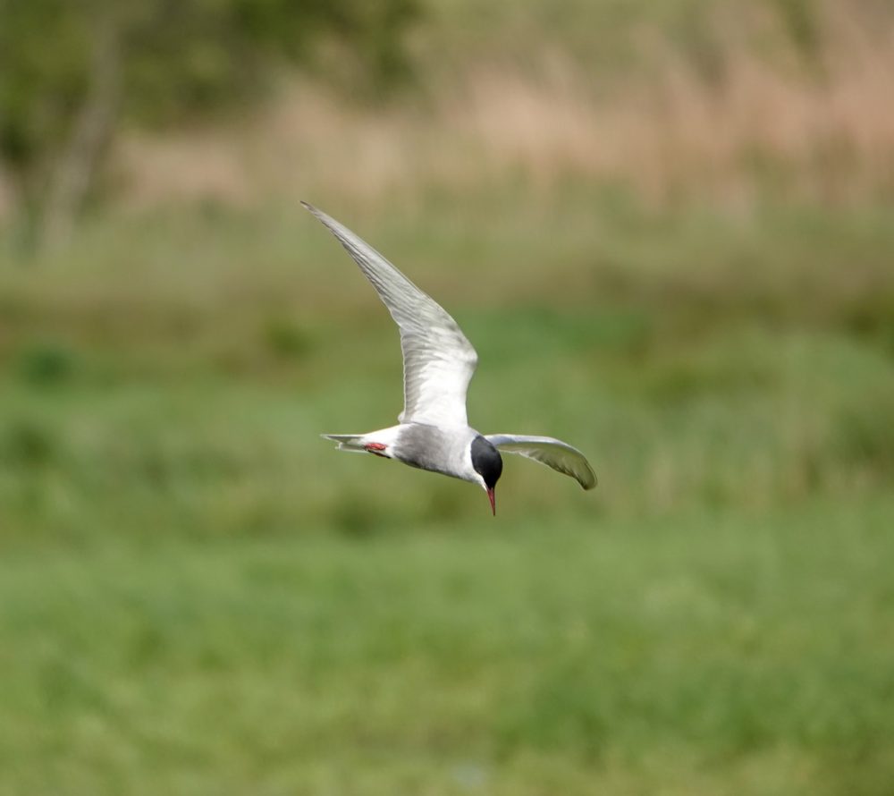 Witwangstern (Onnerpolder)