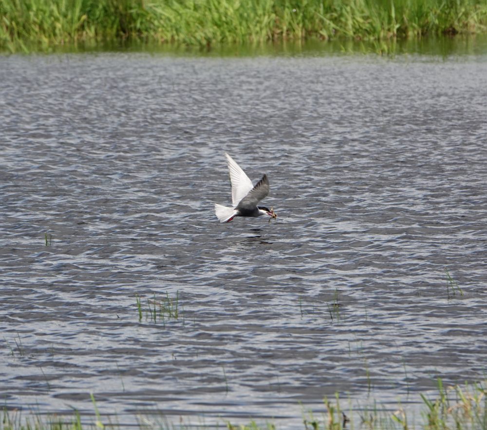 Witwangstern (Onnerpolder)