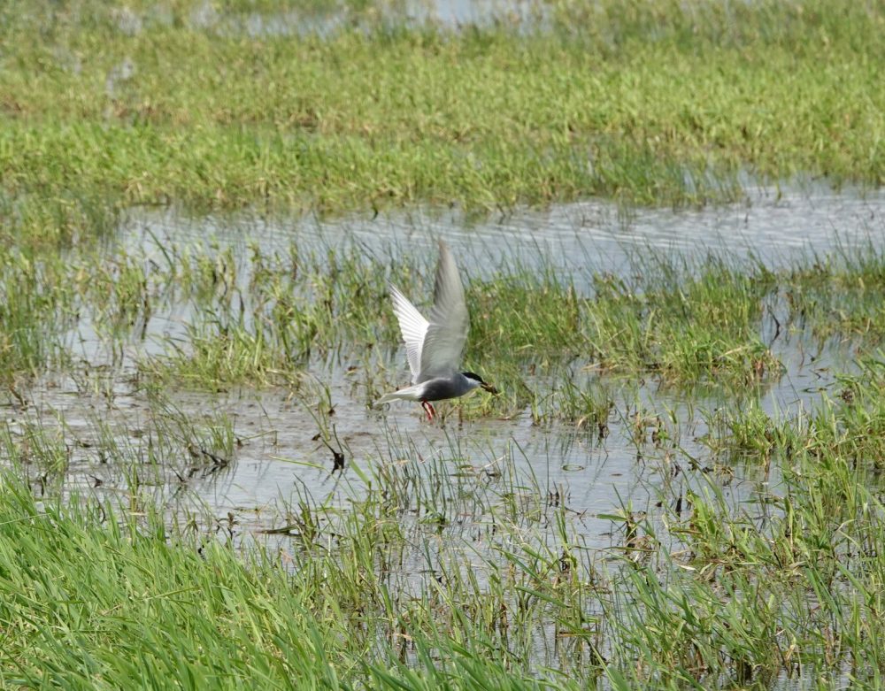 Witwangstern (Onnerpolder)